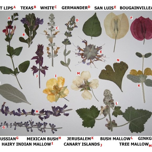 58 PCS Pressed Flowers Leaf Leaves Sage and Mallow Ginkgo Bougainvillea - Picture 1 of 5